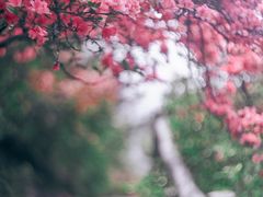 -木兰云雾山