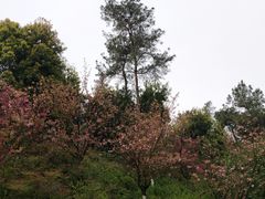 -铁山坪森林公园