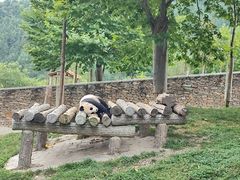 -卧龙中华大熊猫苑神树坪基地