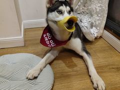 小甜甜-Husky Go! 哈士奇体验馆·宠物咖啡厅狗咖