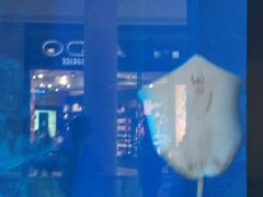 -迪拜水族馆及水下动物园