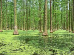 -渌洋湖湿地公园