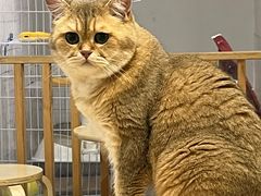 -柴迷FANS CLUB·柴犬狗咖·猫咖