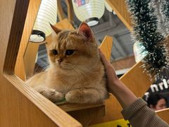 -MOCHA明星猫咖(田子坊店)