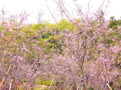 -聚龙山公园