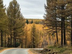 -塞罕坝国家级自然保护区