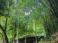 -都江堰中华大熊猫苑