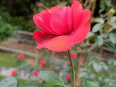 -深圳仙湖植物园