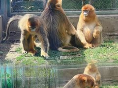 -西安秦岭野生动物园