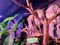 -正佳雨林生态植物园