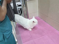 -北京观赏动物医院·24小时大型综合·猫专科·异宠专科