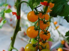 -迪茵湖田家舍生态农场