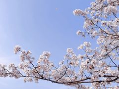 -顾村公园