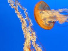 -大阪海游馆