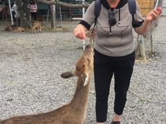 -鹿境梅花鹿生态园区