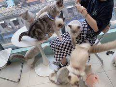 -怪兽屋·羊驼·猫咖·狗咖(俊华广场店)