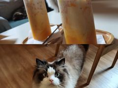 -滚猫咖啡·猫咖·猫友好撸猫(未来城店)