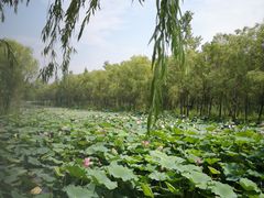 -微山湖红荷湿地景区