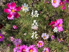 -红山村