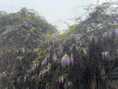 -自然谷恐龙园
