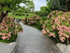 -王借岗森林公园