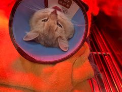 -米苏动物医院·犬猫专科·骨科外科内窥镜