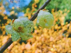 -杭州植物园