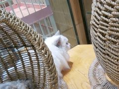 -藏猫猫咖啡主题馆(中央大道店)