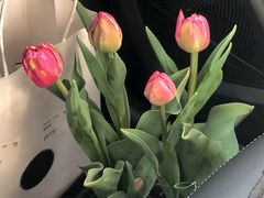 -荷兰花海