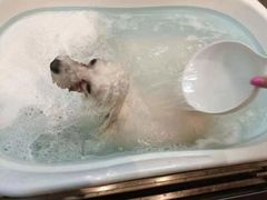 -PETKIT小佩宠物·低压洗护(国顺东路店)