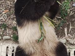 -都江堰中华大熊猫苑