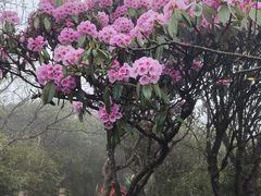 -梵净山旅游区