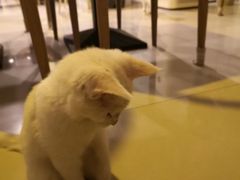 -平行世界·猫咖(首经贸店)