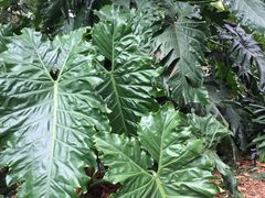 -墨尔本皇家植物园