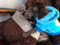 百好乐比萨-百好乐宠物友好餐厅(朝外大街店)