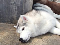 -TrueLove @ Neverland (Husky Cafe)