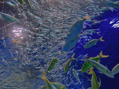 -海合安成都极地海洋公园