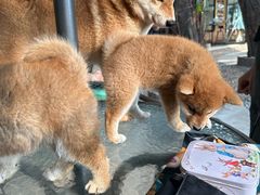 -柴犬高等学院·狗咖·柴犬售卖·宠物训练