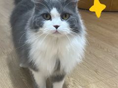 -1013 PET SHOP精品宠物商店(丁香店)