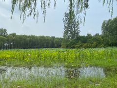 -东郊湿地公园