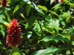 -中国科学院西双版纳热带植物园