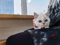 -Heymao猫咖.咖啡厅(东门店)
