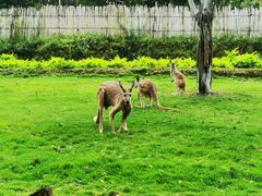 -泉州海丝野生动物世界