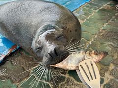-北戴河圣蓝海洋公园