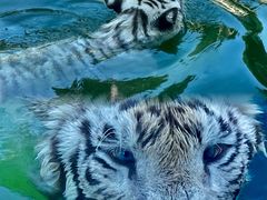 -常州淹城野生动物世界