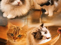 -滚猫咖啡·猫咖·猫友好撸猫(未来城店)