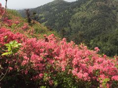 -木兰云雾山