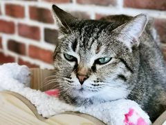 -猫友咖啡店(玉林西路店)