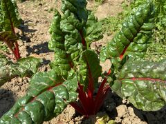 -田园东方蜜桃村的田野营地