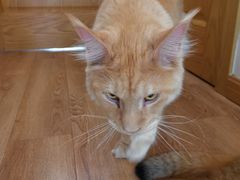 -李小姐の猫咖啡馆(五角场店)